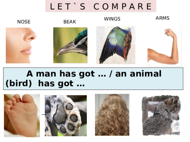 L E T ` S C O M P A R E ARMS WINGS NOSE BEAK  A man has got … / an animal (bird) has got … TOES PAWS HAIR FUR ___ 