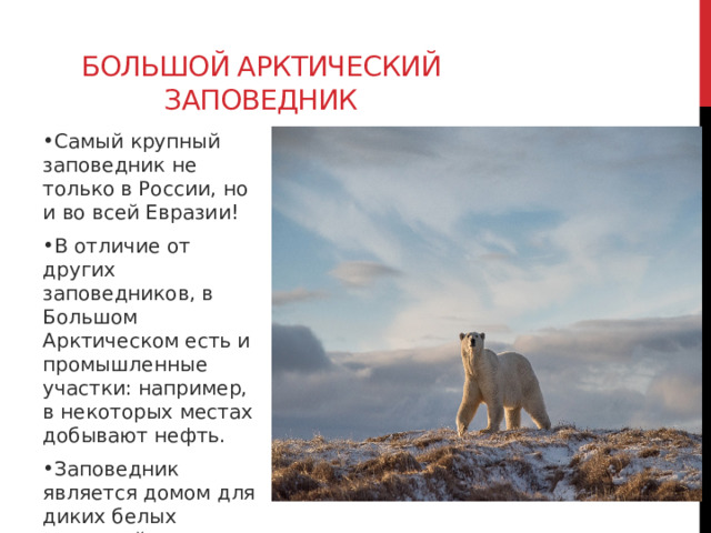 Большой Арктический заповедник Самый крупный заповедник не только в России, но и во всей Евразии! В отличие от других заповедников, в Большом Арктическом есть и промышленные участки: например, в некоторых местах добывают нефть. Заповедник является домом для диких белых медведей.  