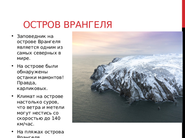 Остров врангеля Заповедник на острове Врангеля является одним из самых северных в мире. На острове были обнаружены останки мамонтов! Правда, карликовых.  Климат на острове настолько суров, что ветра и метели могут нестись со скоростью до 140 км/час. На пляжах острова Врангеля устраивают свои лежбища моржи .   