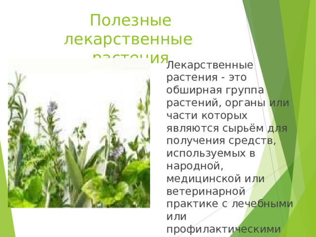 Полезные лекарственные растения Лекарственные растения - это обширная группа растений, органы или части которых являются сырьём для получения средств, используемых в народной, медицинской или ветеринарной практике с лечебными или профилактическими целями. 