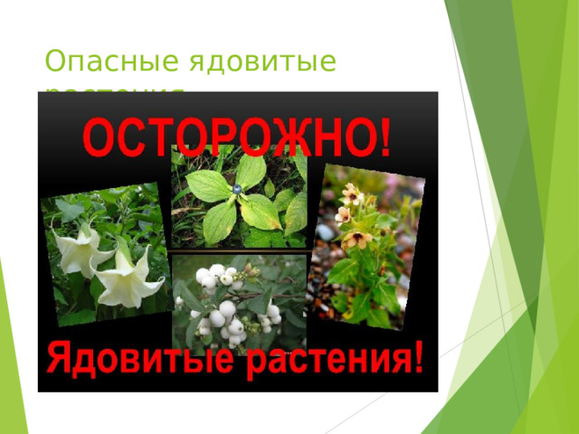 Опасные ядовитые растения 