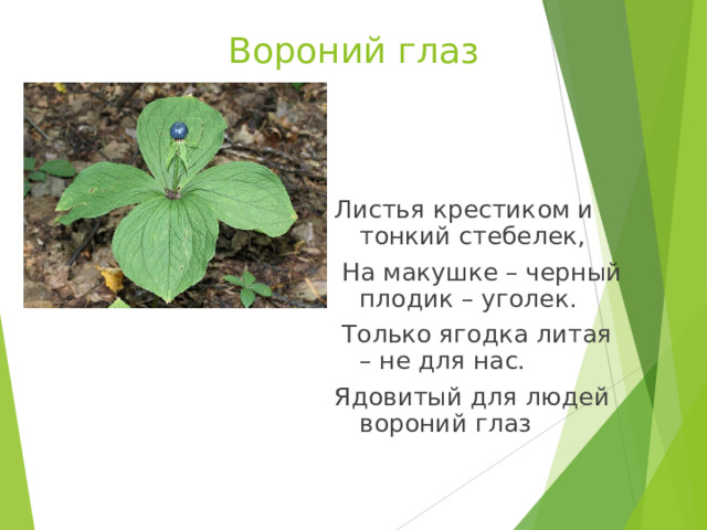 Вороний глаз Листья крестиком и тонкий стебелек,  На макушке – черный плодик – уголек.  Только ягодка литая – не для нас. Ядовитый для людей вороний глаз    