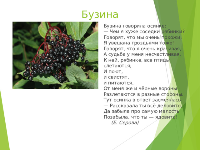 Бузина Бузина говорила осинке:  — Чем я хуже соседки рябинки?  Говорят, что мы очень похожи,  Я увешана гроздьями тоже!  Говорят, что я очень красивая,  А судьба у меня несчастливая. К ней, рябинке, все птицы слетаются,  И поют,  и свистят,  и питаются,   От меня же и чёрные вороны  Разлетаются в разные стороны. Тут осинка в ответ засмеялась:   — Рассказала ты всё деловито,  Да забыла про самую малость  Позабыла, что ты — ядовита!  (Е. Серова) 