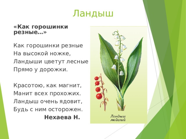 Ландыш «Как горошинки резные…»  Как горошинки резные На высокой ножке, Ландыши цветут лесные Прямо у дорожки. Красотою, как магнит, Манит всех прохожих. Ландыш очень ядовит, Будь с ним осторожен.  Нехаева Н. 