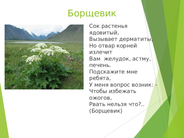 Борщевик Сок растенья ядовитый,  Вызывает дерматиты,  Но отвар корней излечит  Вам  желудок, астму, печень.  Подскажите мне ребята,  У меня вопрос возник: -  Чтобы избежать ожогов,  Рвать нельзя что?.. (Борщевик) 