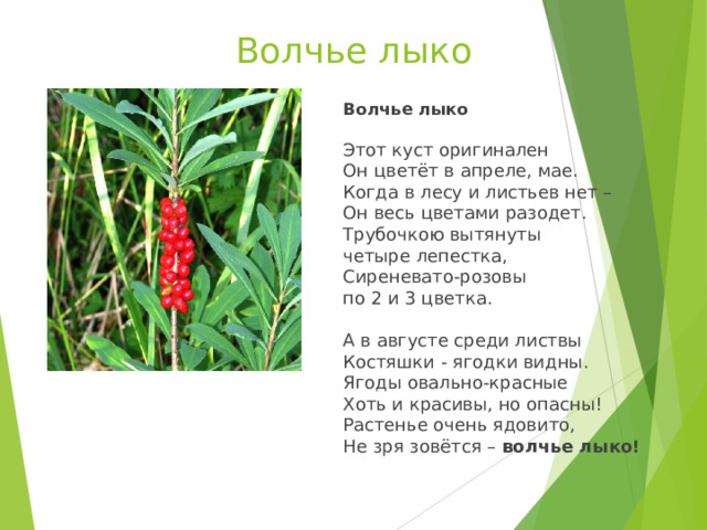 Волчье лыко Волчье лыко   Этот куст оригинален  Он цветёт в апреле, мае.  Когда в лесу и листьев нет –  Он весь цветами разодет.  Трубочкою вытянуты   четыре лепестка,  Сиреневато-розовы   по 2 и 3 цветка.   А в августе среди листвы  Костяшки - ягодки видны.  Ягоды овально-красные  Хоть и красивы, но опасны!  Растенье очень ядовито,  Не зря зовётся –  волчье лыко !  