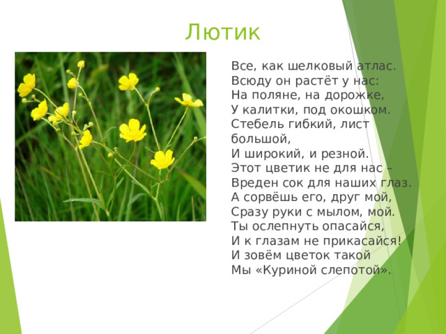 Лютик Все, как шелковый атлас.   Всюду он растёт у нас:  На поляне, на дорожке,  У калитки, под окошком.  Стебель гибкий, лист большой,  И широкий, и резной.  Этот цветик не для нас –  Вреден сок для наших глаз.  А сорвёшь его, друг мой,  Сразу руки с мылом, мой.  Ты ослепнуть опасайся,  И к глазам не прикасайся!  И зовём цветок такой    Мы «Куриной слепотой». 