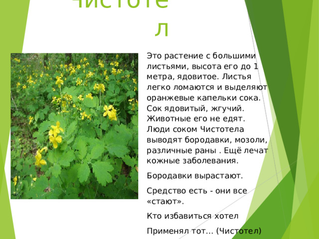 Чистотел Это растение с большими листьями, высота его до 1 метра, ядовитое. Листья легко ломаются и выделяют оранжевые капельки сока. Сок ядовитый, жгучий. Животные его не едят. Люди соком Чистотела выводят бородавки, мозоли, различные раны . Ещё лечат кожные заболевания. Бородавки вырастают. Средство есть - они все «стают». Кто избавиться хотел Применял тот… (Чистотел) 
