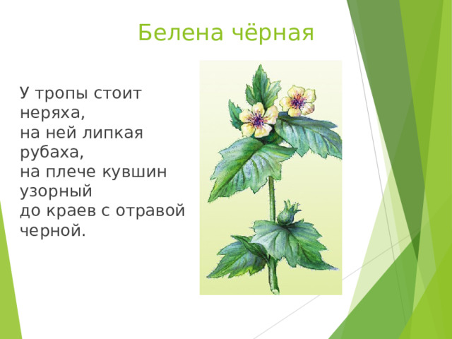 Белена чёрная  У тропы стоит неряха,  на ней липкая рубаха,  на плече кувшин узорный  до краев с отравой черной.   