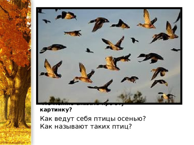 Что можно сказать про эту картинку? Как ведут себя птицы осенью? Как называют таких птиц? 