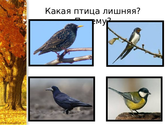 Какая птица лишняя? Почему? 