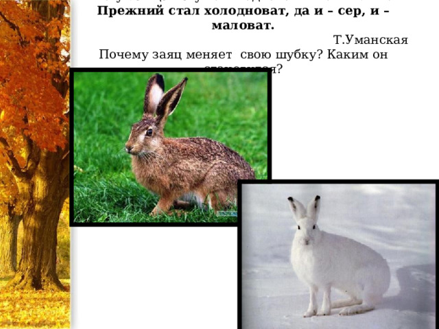 Что у зайца на уме? Подготовиться к зиме.  Прежний стал холодноват, да и – сер, и – маловат.  Т.Уманская  Почему заяц меняет свою шубку? Каким он становится?   