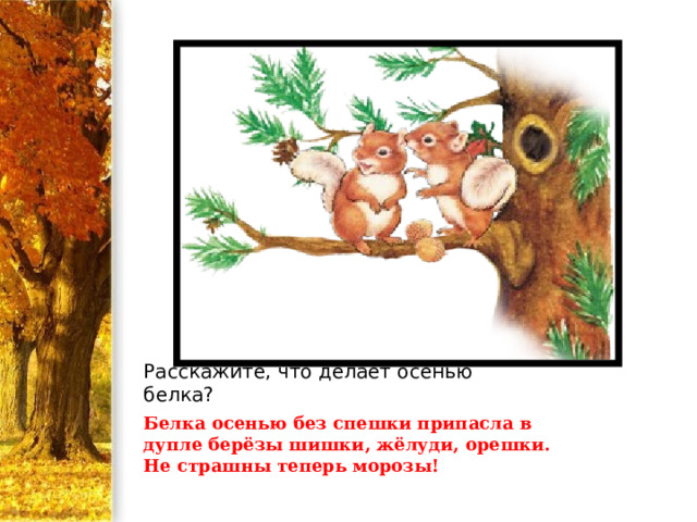 Расскажите, что делает осенью белка? Белка осенью без спешки припасла в дупле берёзы шишки, жёлуди, орешки. Не страшны теперь морозы!     