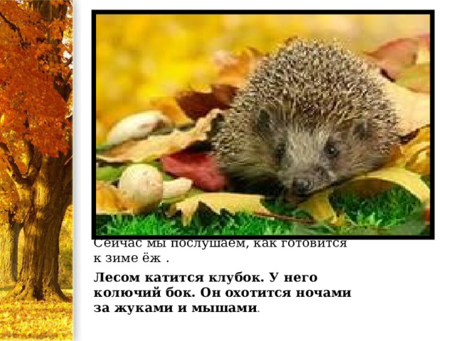 Сейчас мы послушаем, как готовится к зиме ёж . Лесом катится клубок. У него колючий бок. Он охотится ночами за жуками и мышами . 