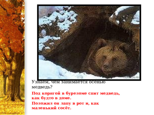 Узнаем, чем занимается осенью медведь? Под корягой в буреломе спит медведь, как будто в доме. Положил он лапу в рот и, как маленький сосёт.   Г.Ладонщиков … 