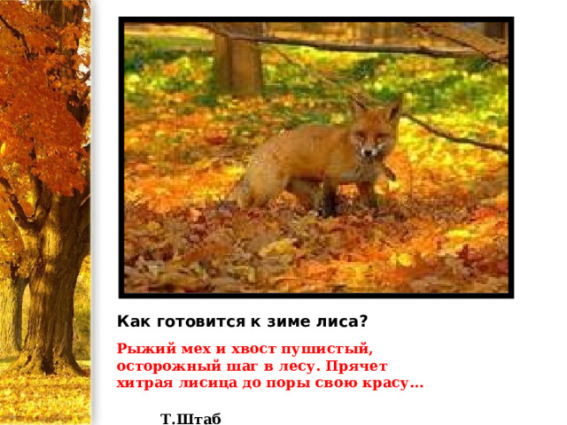 Как готовится к зиме лиса? Рыжий мех и хвост пушистый, осторожный шаг в лесу. Прячет хитрая лисица до поры свою красу…  Т.Штаб 