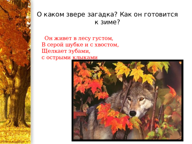 О каком звере загадка? Как он готовится к зиме?  Он живет в лесу густом,  В серой шубке и с хвостом,  Щелкает зубами,  с острыми клыками Он живёт в лесу  