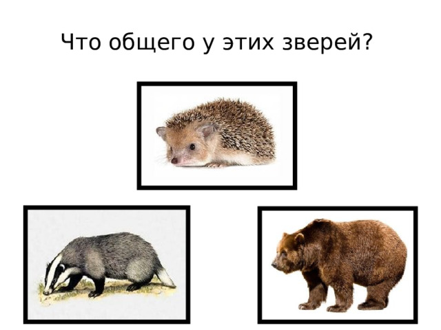 Что общего у этих зверей? 