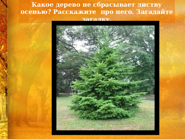 Какое дерево не сбрасывает листву осенью? Расскажите про него. Загадайте загадку. 
