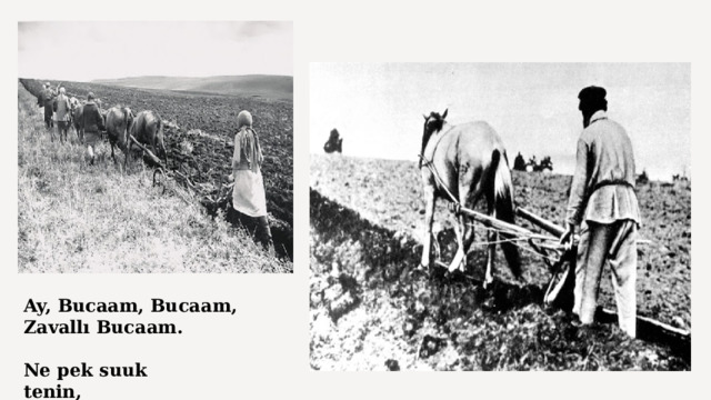 Ay, Bucaam, Bucaam, Zavallı Bucaam.                                              Ne pek suuk tenin,                                         Ne pek kıt kucaan!  
