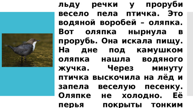 Был сильный мороз. На льду речки у проруби весело пела птичка. Это водяной воробей – оляпка. Вот оляпка нырнула в прорубь. Она искала пищу. На дне под камушком оляпка нашла водяного жучка. Через минуту птичка выскочила на лёд и запела веселую песенку. Оляпке не холодно. Её перья покрыты тонким слоем жира. 
