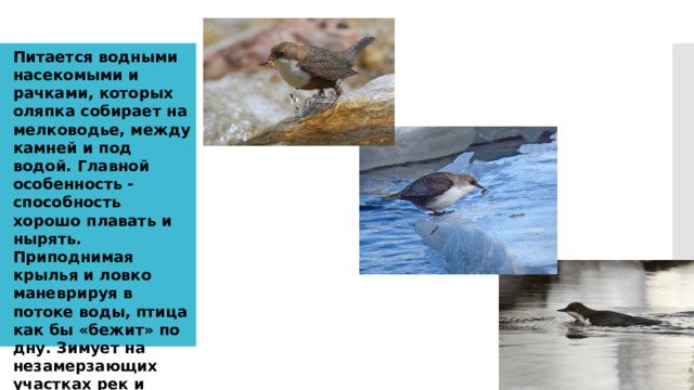 Питается водными насекомыми и рачками, которых оляпка собирает на мелководье, между камней и под водой. Главной особенность - способность хорошо плавать и нырять. Приподнимая крылья и ловко маневрируя в потоке воды, птица как бы «бежит» по дну. Зимует на незамерзающих участках рек и речушек в предгорьях.  