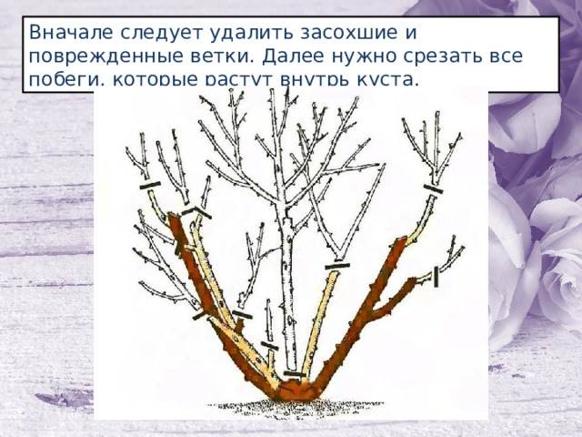 Вначале следует удалить засохшие и поврежденные ветки. Далее нужно срезать все побеги, которые растут внутрь куста. 