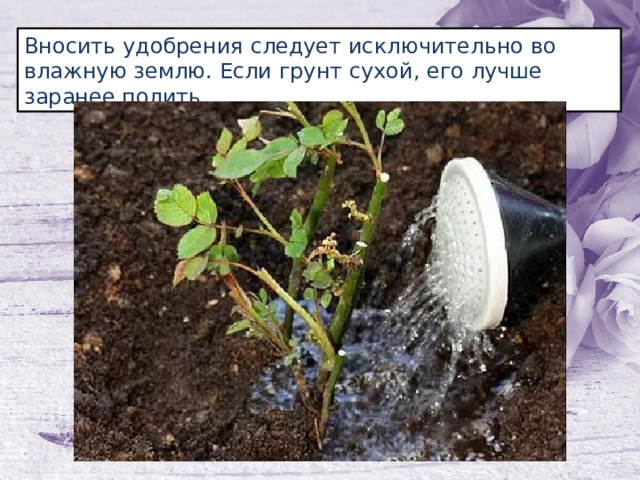Вносить удобрения следует исключительно во влажную землю. Если грунт сухой, его лучше заранее полить. 