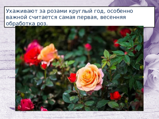 Ухаживают за розами круглый год, особенно важной считается самая первая, весенняя обработка роз. 