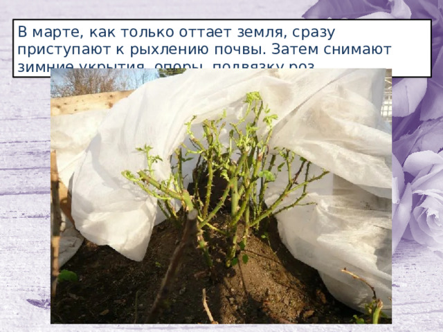 В марте, как только оттает земля, сразу приступают к рыхлению почвы. Затем снимают зимние укрытия, опоры, подвязку роз. 