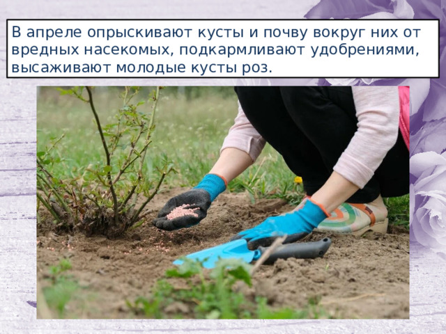 В апреле опрыскивают кусты и почву вокруг них от вредных насекомых, подкармливают удобрениями, высаживают молодые кусты роз. 