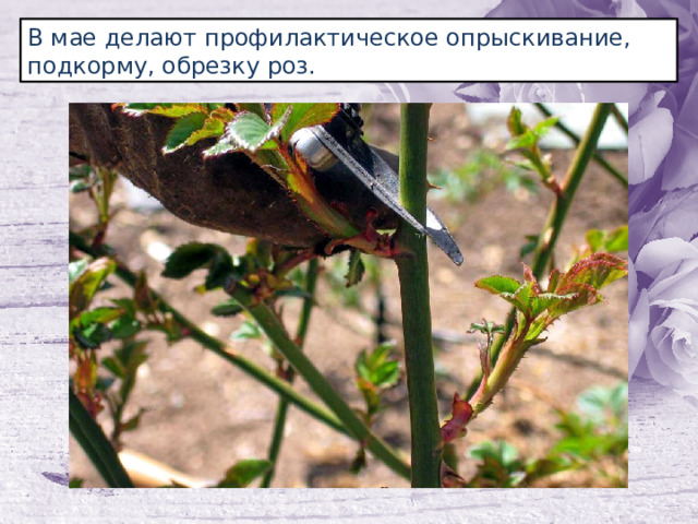 В мае делают профилактическое опрыскивание, подкорму, обрезку роз. 