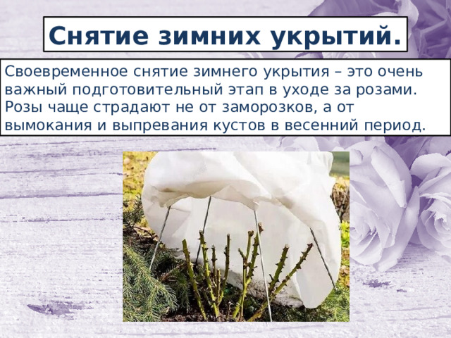 Снятие зимних укрытий. Своевременное снятие зимнего укрытия – это очень важный подготовительный этап в уходе за розами. Розы чаще страдают не от заморозков, а от вымокания и выпревания кустов в весенний период. 
