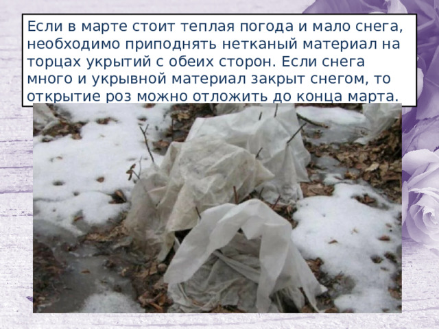 Если в марте стоит теплая погода и мало снега, необходимо приподнять нетканый материал на торцах укрытий с обеих сторон. Если снега много и укрывной материал закрыт снегом, то открытие роз можно отложить до конца марта. 