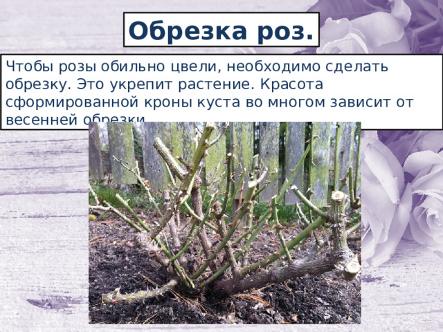 Обрезка роз. Чтобы розы обильно цвели, необходимо сделать обрезку. Это укрепит растение. Красота сформированной кроны куста во многом зависит от весенней обрезки. 