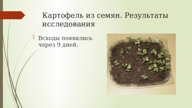 Картофель из семян. Результаты исследования Всходы появились через 9 дней. 