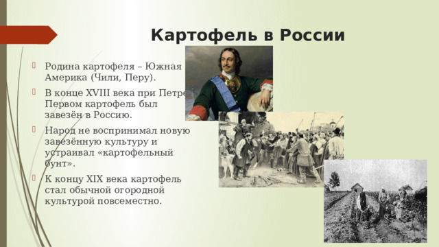 Картофель в России Родина картофеля – Южная Америка (Чили, Перу). В конце XVIII века при Петре Первом картофель был завезён в Россию. Народ не воспринимал новую завезённую культуру и устраивал «картофельный бунт». К концу XIX века картофель стал обычной огородной культурой повсеместно. 