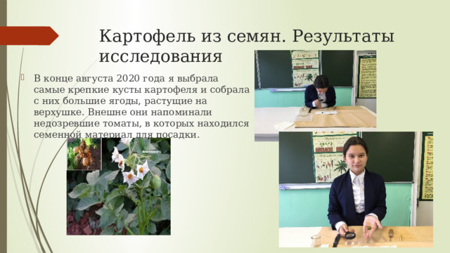 Картофель из семян. Результаты исследования В конце августа 2020 года я выбрала самые крепкие кусты картофеля и собрала с них большие ягоды, растущие на верхушке. Внешне они напоминали недозревшие томаты, в которых находился семенной материал для посадки. 