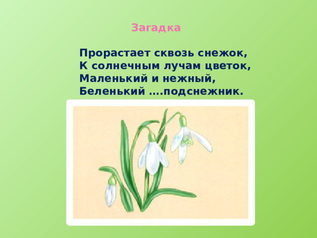 Загадка  Прорастает сквозь снежок, К солнечным лучам цветок, Маленький и нежный, Беленький ….подснежник.    