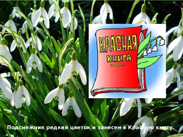 Подснежник редкий цветок и занесен в Красную книгу. 