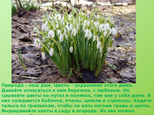 Природа – наш дом. Цветы – украшение этого дома. Давайте относиться к ним бережно, с любовью. Не срывайте цветы на лугах и полянах, там они у себя дома. В них нуждаются бабочки, пчелы, шмели и стрекозы. Ходите только по тропинкам, чтобы не мять ногами травы и цветы. Выращивайте цветы в саду и огороде. Из них можно составлять букеты.  