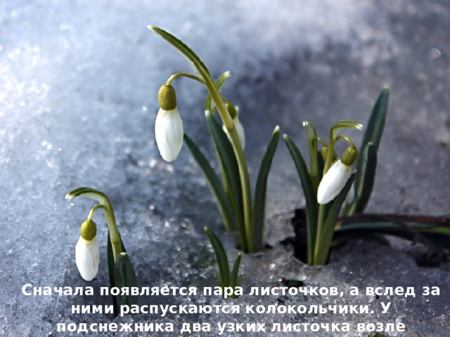 Сначала появляется пара листочков, а вслед за ними распускаются колокольчики. У подснежника два узких листочка возле короткого стебелька.  