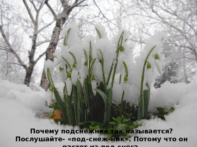 Почему подснежник так называется? Послушайте- «под-снеж-ник». Потому что он растет из-под снега. 