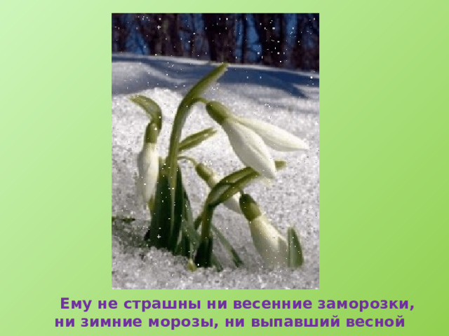  Ему не страшны ни весенние заморозки, ни зимние морозы, ни выпавший весной снег. 