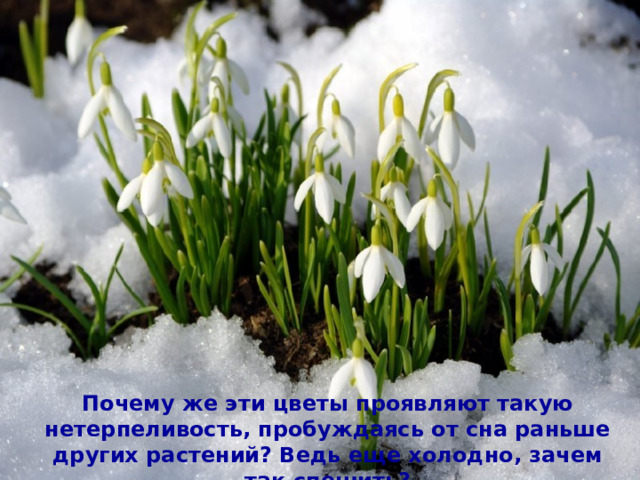 Почему же эти цветы проявляют такую нетерпеливость, пробуждаясь от сна раньше других растений? Ведь еще холодно, зачем так спешить? 