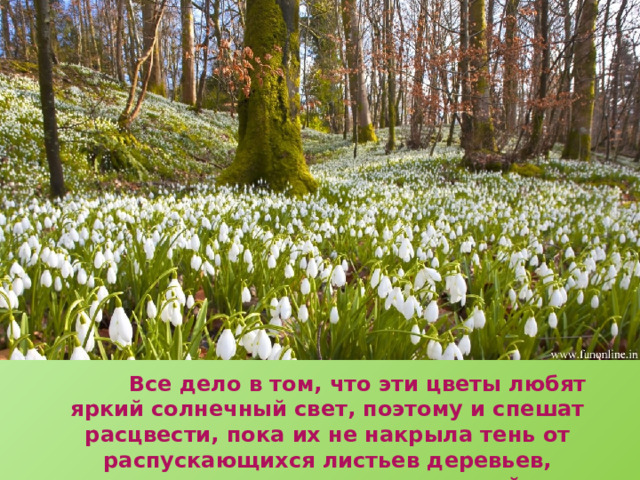  Все дело в том, что эти цветы любят яркий солнечный свет, поэтому и спешат расцвести, пока их не накрыла тень от распускающихся листьев деревьев, кустарников и их трав – соседей. 