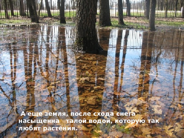  А еще земля, после схода снега насыщенна талой водой, которую так любят растения. 