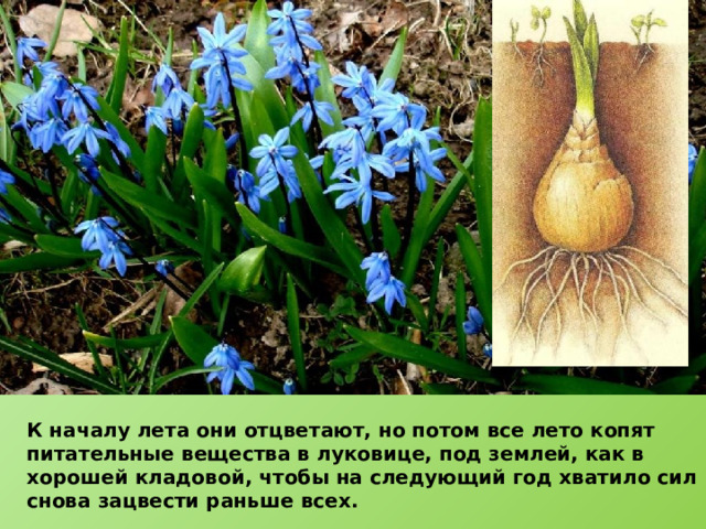 К началу лета они отцветают, но потом все лето копят питательные вещества в луковице, под землей, как в хорошей кладовой, чтобы на следующий год хватило сил снова зацвести раньше всех. 