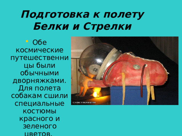 Подготовка к полету Белки и Стрелки Обе космические путешественницы были обычными дворняжками. Для полета собакам сшили специальные костюмы красного и зеленого цветов.  