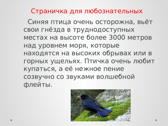 Страничка для любознательных  Синяя птица очень осторожна, вьёт свои гнёзда в труднодоступных местах на высоте более 3000 метров над уровнем моря, которые находятся на высоких обрывах или в горных ущельях. Птичка очень любит купаться, а её нежное пение созвучно со звуками волшебной флейты. 